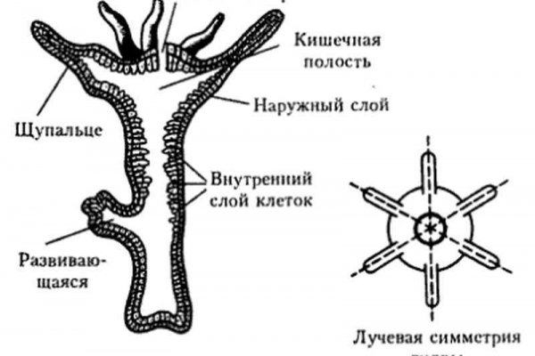 Дарк маркетплейс кракен